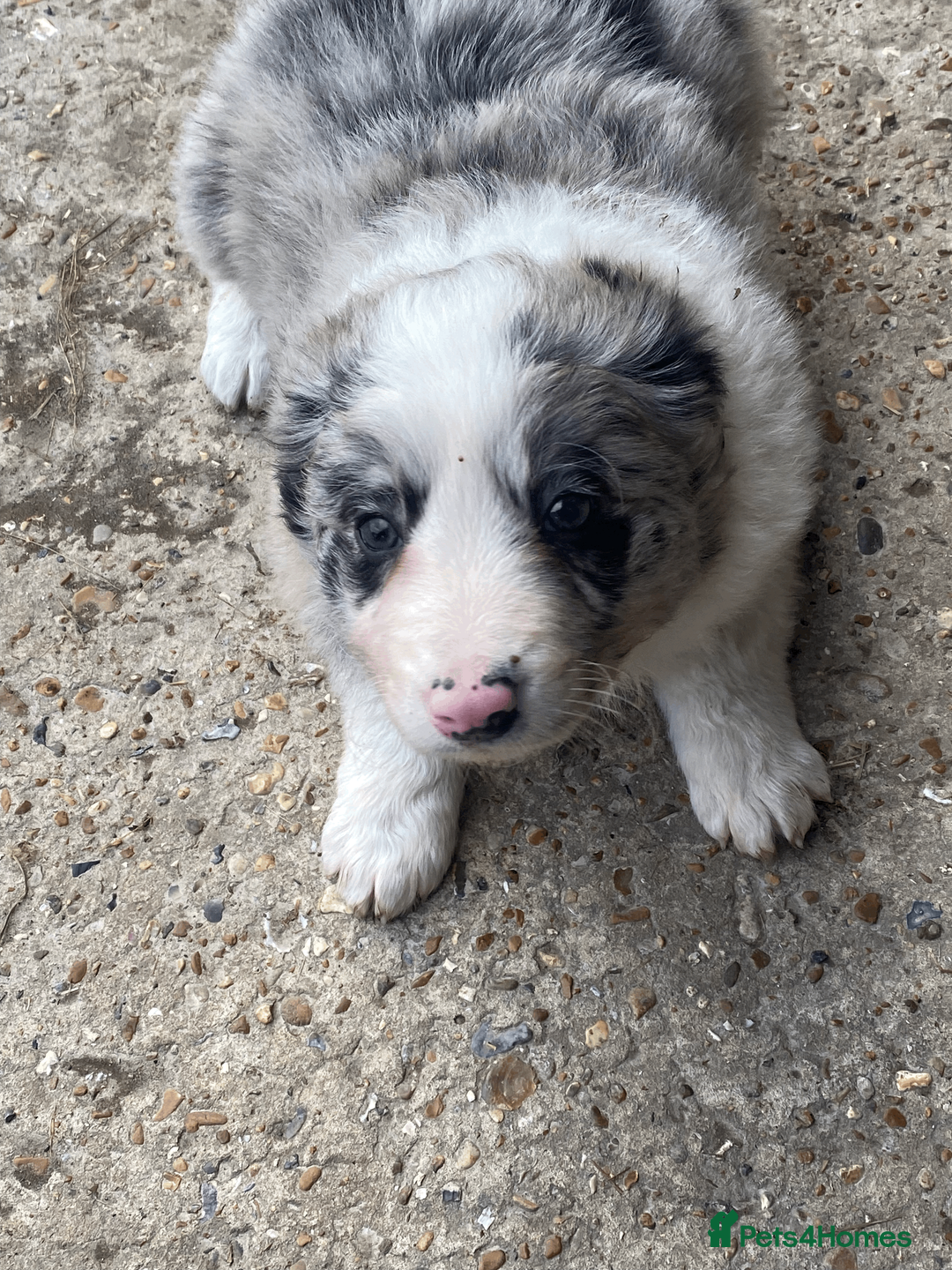 Border Collie dogs for sale: Collie pups - Advert 4