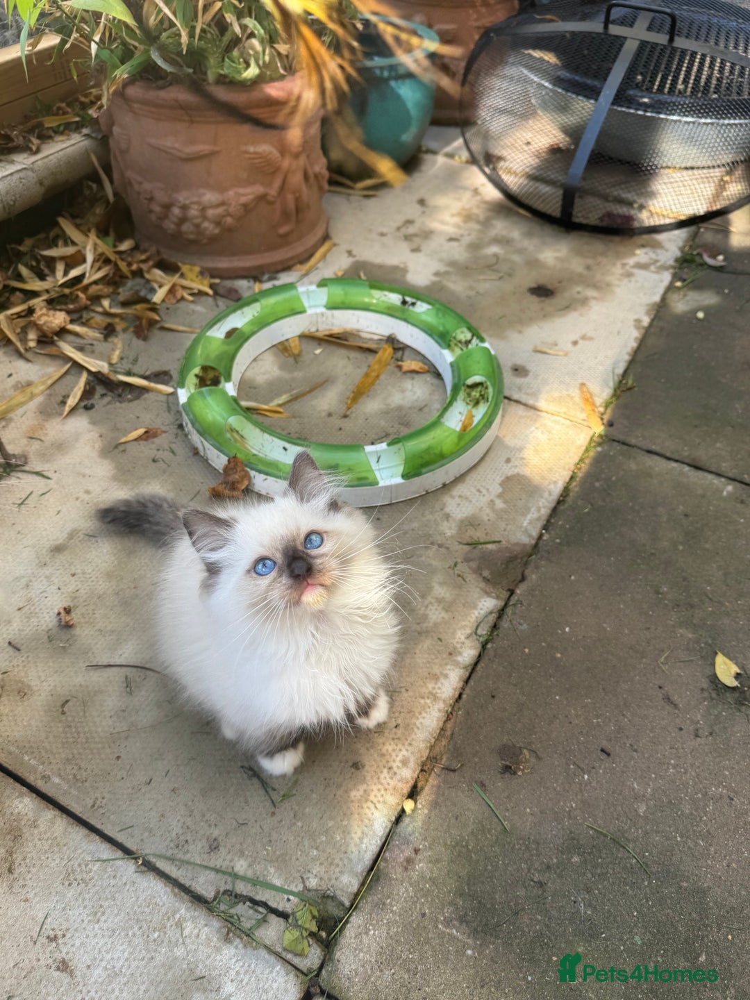Ragdoll cats for sale: 🚨 Gorgeous, pedigree Ragdoll Puffballs! 🚨  - Image 11
