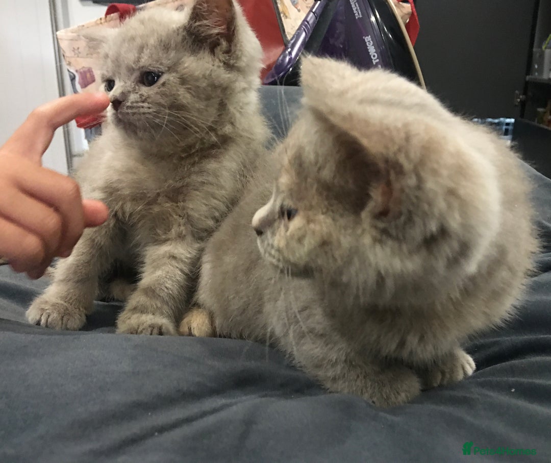 British Shorthair cats for sale: Stunning fluffy kittens  - Image 23