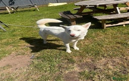 Siberian Husky dogs for sale: KC REG WHITE SIBERIAN HUSKY - Image 3