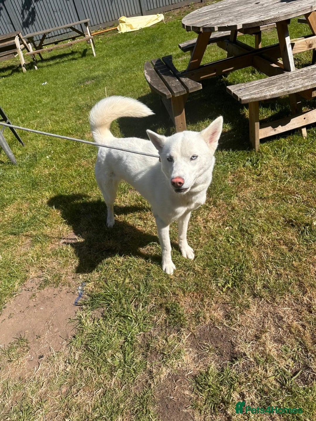 Siberian Husky dogs for sale: KC REG WHITE SIBERIAN HUSKY - Image 3
