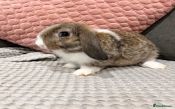 Mini Lop rabbits for sale: Beautiful mini lop rabbits for sale - Image 15