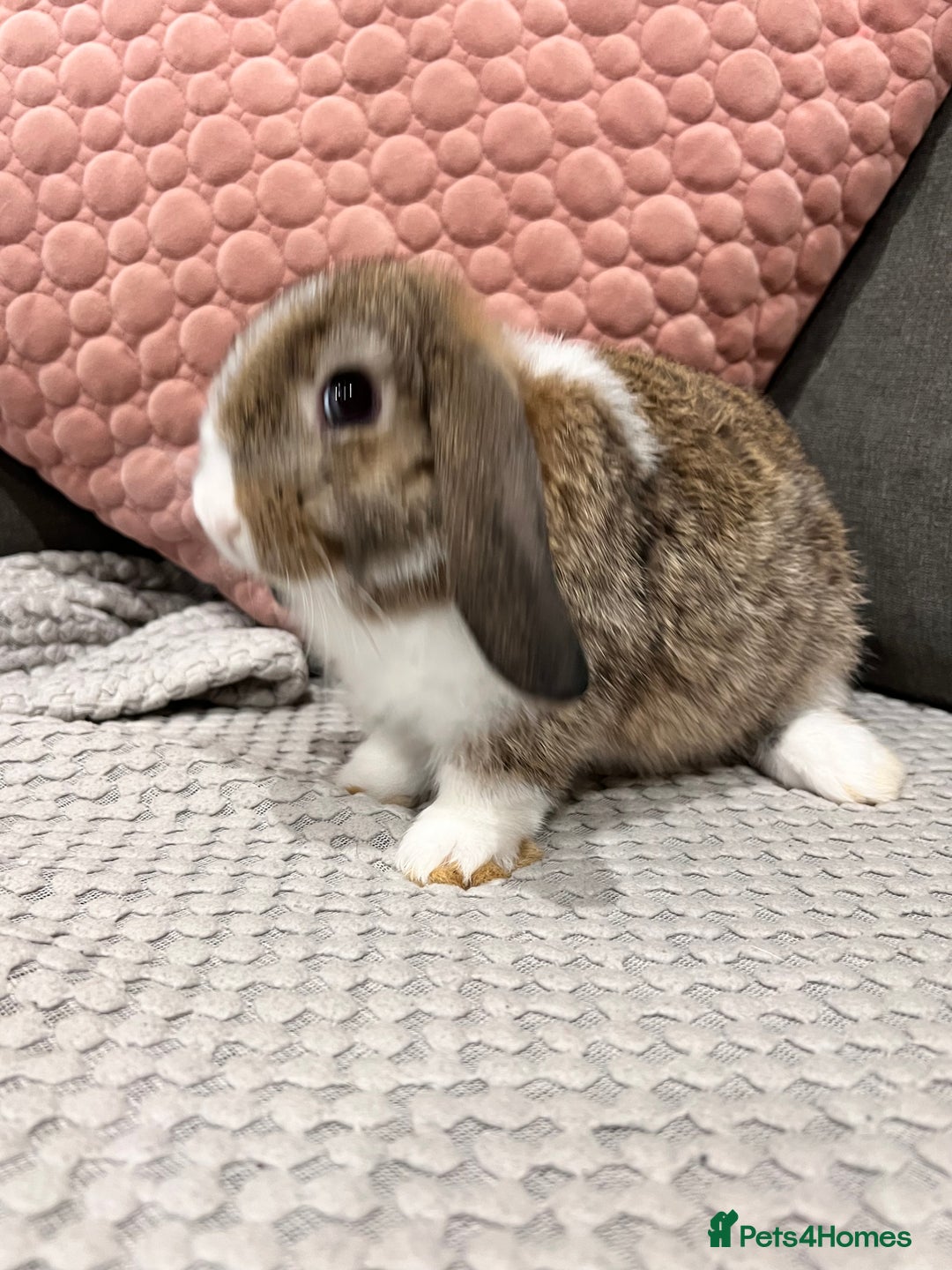 Mini Lop rabbits for sale: Beautiful mini lop rabbits for sale - Image 15