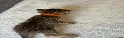 Bengal cats for sale: 🐾 Beautiful Bengal x Maine Coon Kittens 🐾 - Advert 27