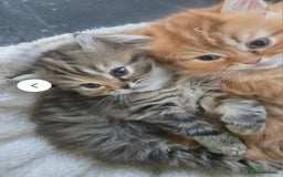 Persian cats for sale: Georgeous Persian Kitten for Sale  - Image 6