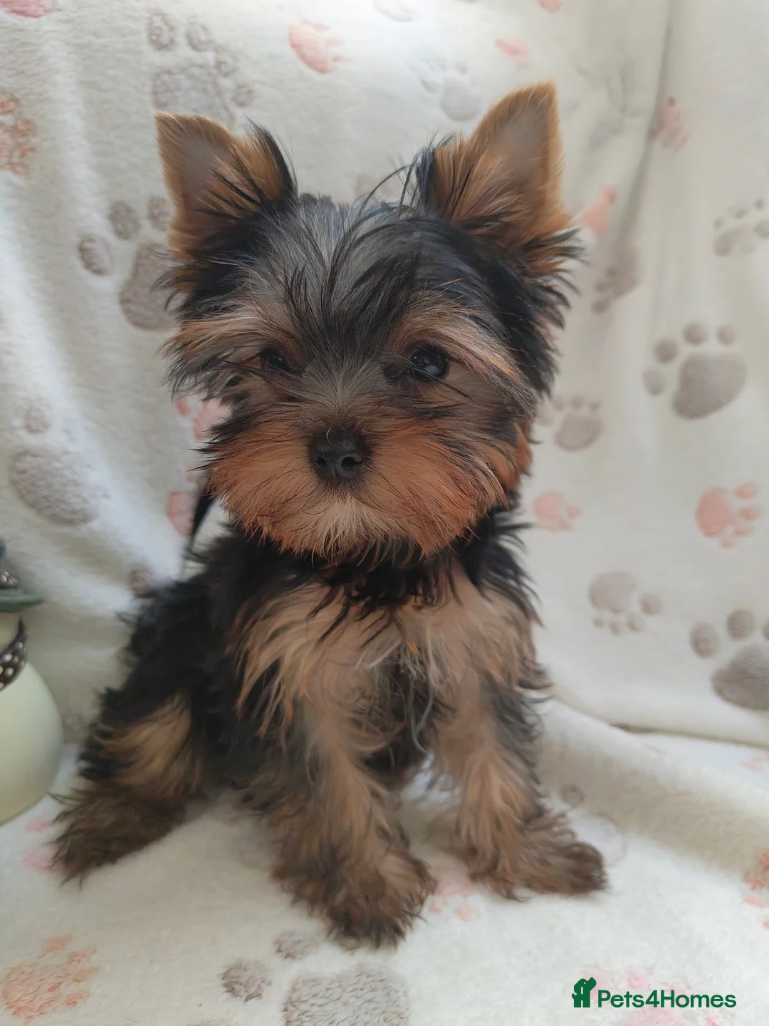Yorkshire Terrier dogs for sale: KC reg, 17 Champions Bloodline - Advert 8