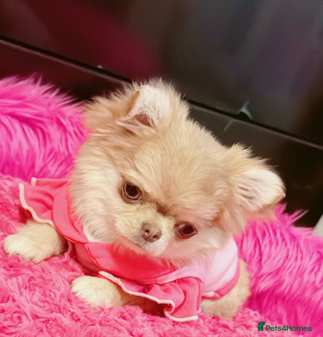 Chihuahua dogs for sale: Long haired chihuahua girl  - Advert 2