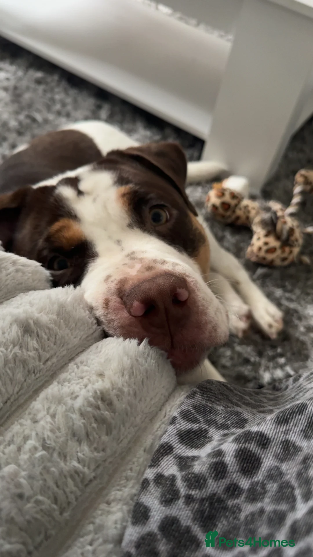 Dorset Olde Tyme Bulldogge dogs for sale: Aylestone olde tyme bulldog - Advert 1