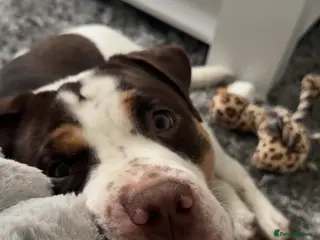 Dorset Olde Tyme Bulldogge dogs Aylestone olde tyme bulldog - Advert 17