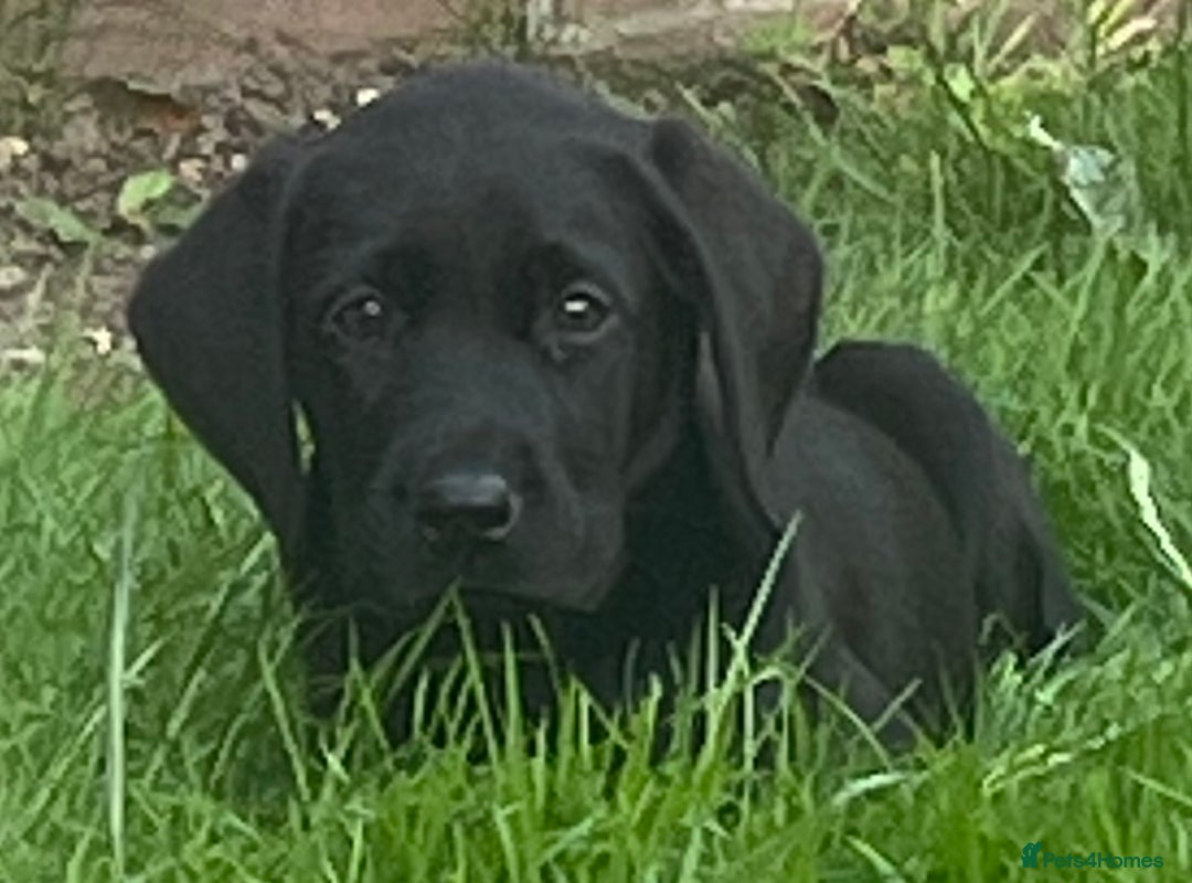 Labrador Retriever dogs for sale: Beautiful lab female puppy  - Image 11