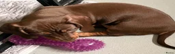 Dachshund dogs for sale: Beautiful dachshund pups - Advert 28