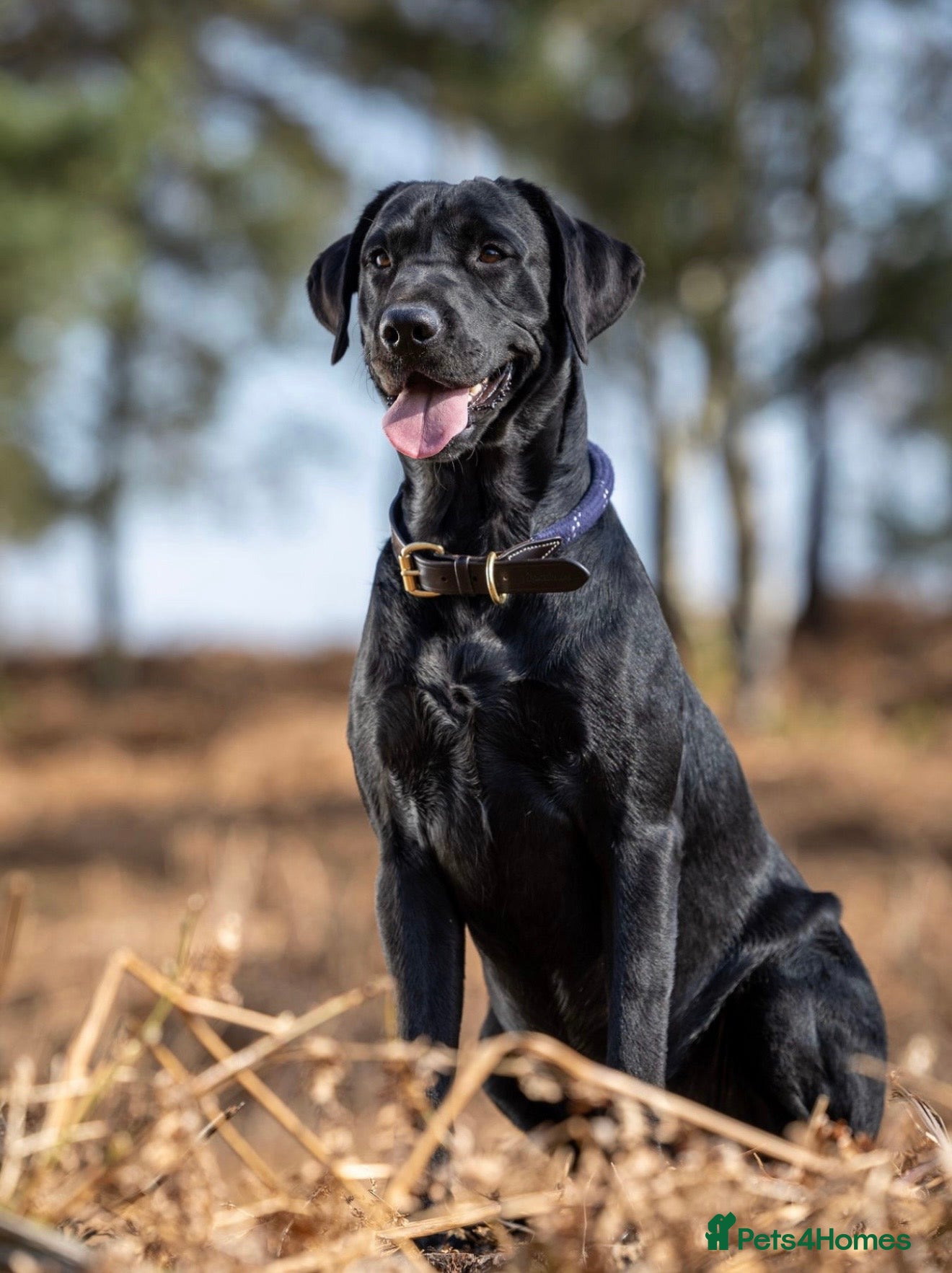 Labrador Retriever dogs KC Labrador Puppies - Licensed Breeder  - Advert 2