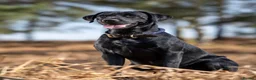 Labrador Retriever dogs for sale: KC Labrador Puppies - Licensed Breeder READY NOW - Advert 8