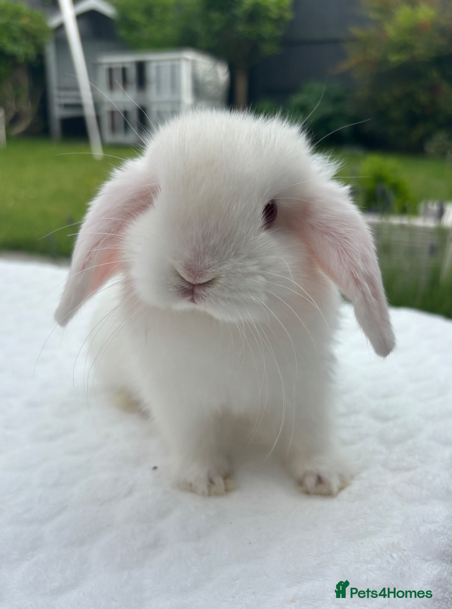 Mini Lop rabbits Gorgeous Pure Bred Mini Lop Baby Rabbits - Advert 2