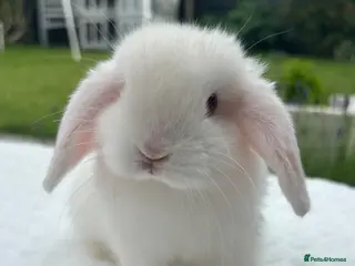 Mini Lop rabbits Gorgeous Pure Bred Mini Lop Baby - Advert 4