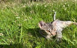 Ocicat cats for sale: Ocicat Kittens Available in Aberdeenshire in Alford - Image 14