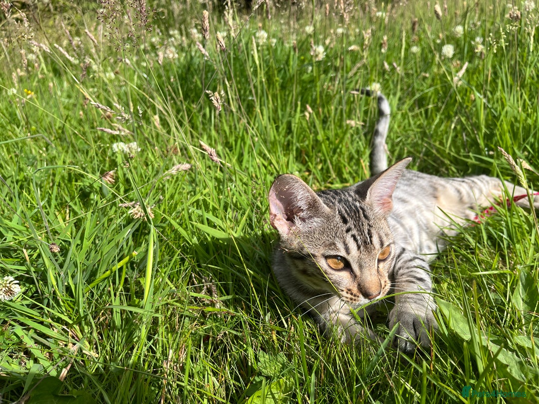 Ocicat cats for sale: Ocicat Kittens Available in Aberdeenshire in Alford - Image 14