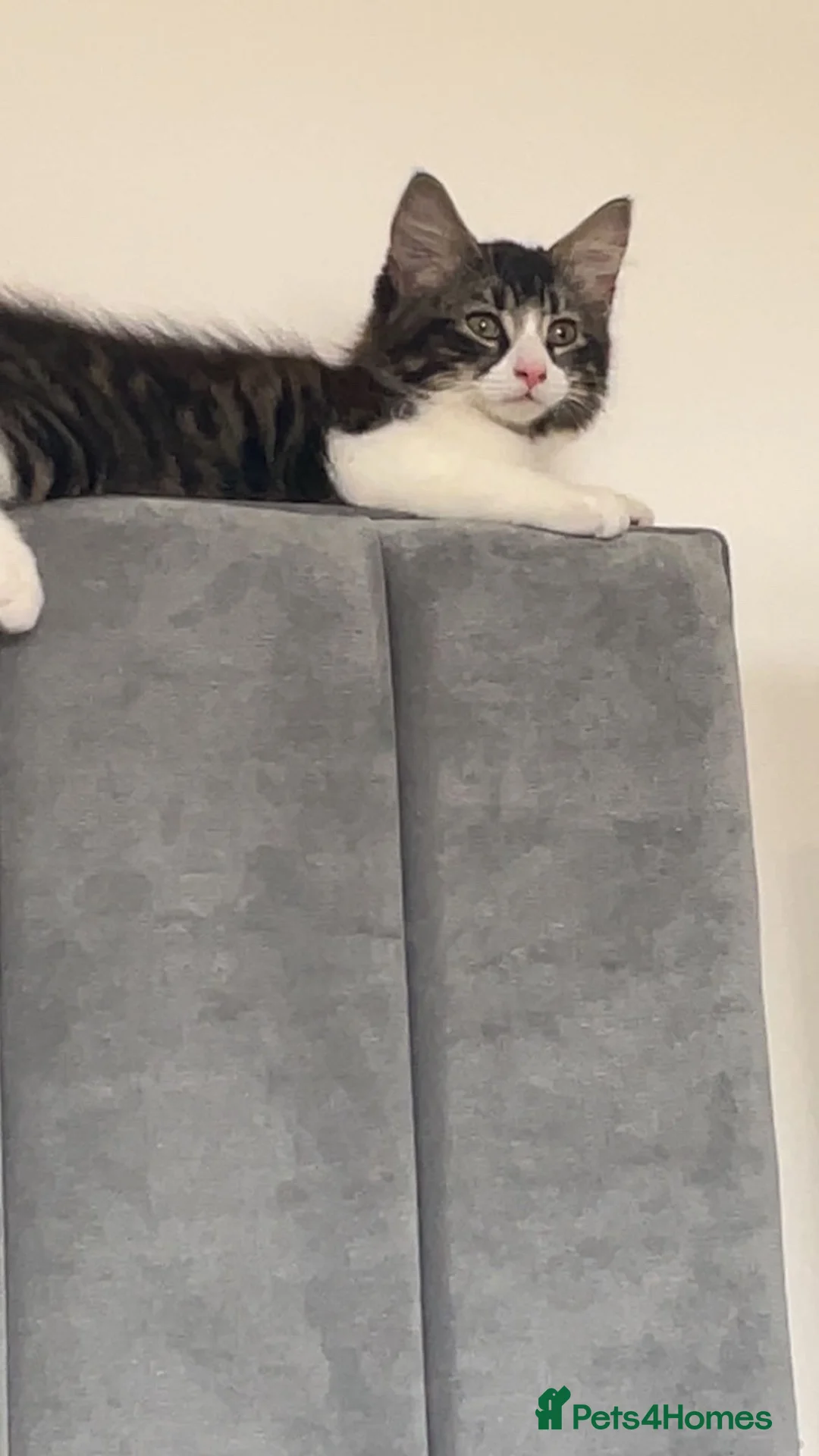 Mixed Breed cats for sale: 1 male cat - Advert 2