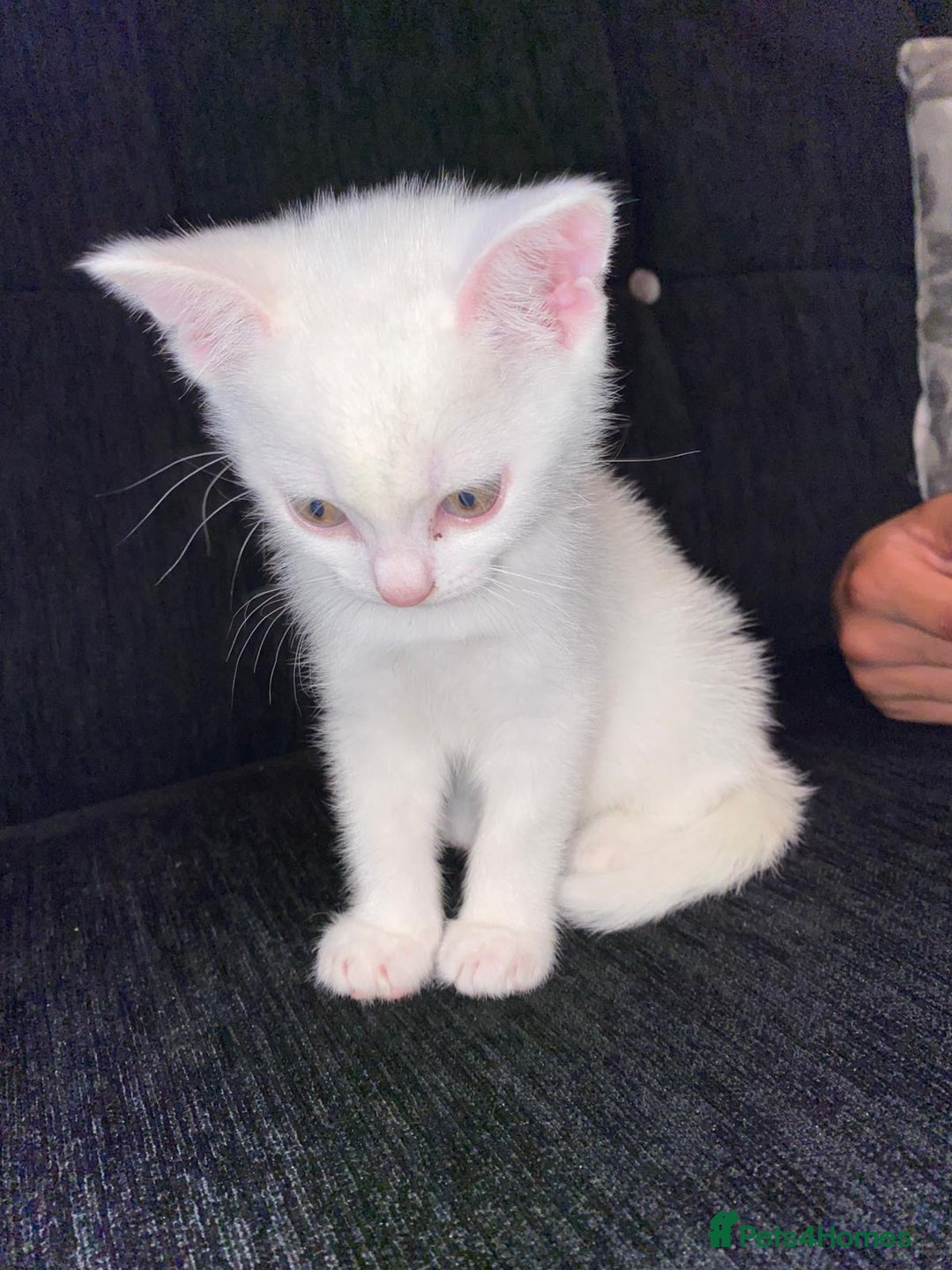 Domestic Shorthair cats for sale: BEAUTIFUL SHORTHAIR KITTENS 🌸 (8 WEEK) - Image 6