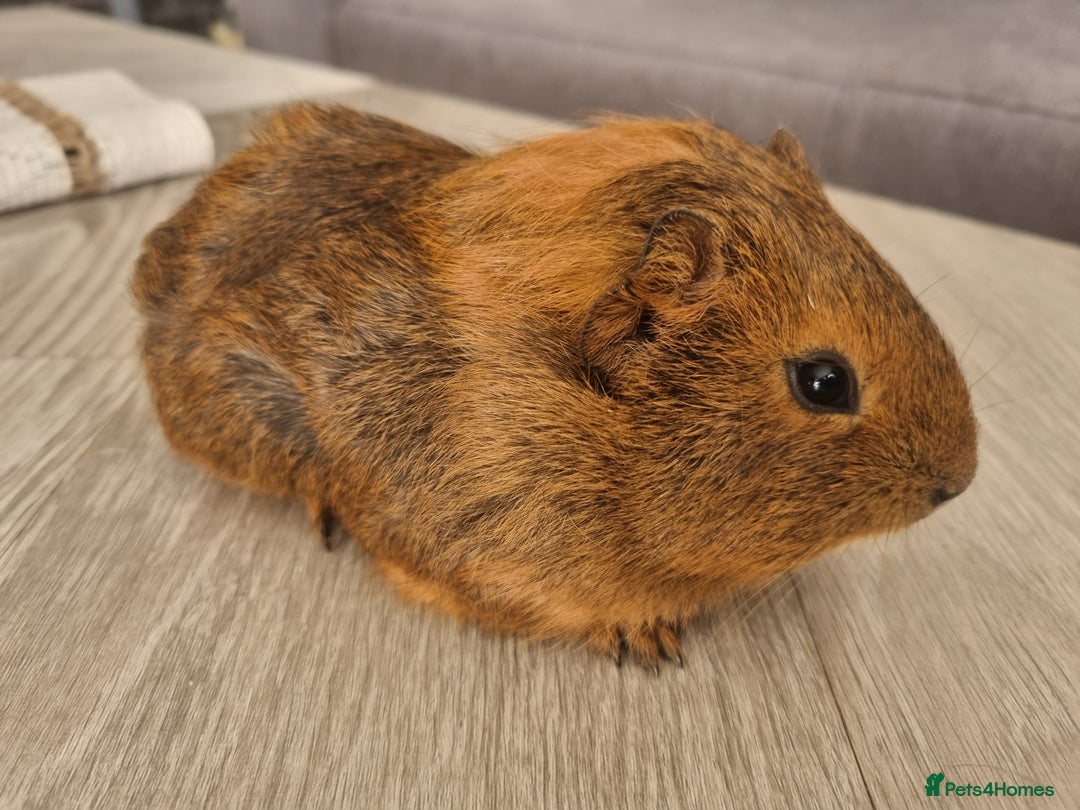 Guinea Pig rodents for sale: Guinea pigs for sale £25 each  - Image 6