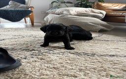 Labrador Retriever dogs for sale: FTCH Bred pedigree gun dog Labradors - Image 9