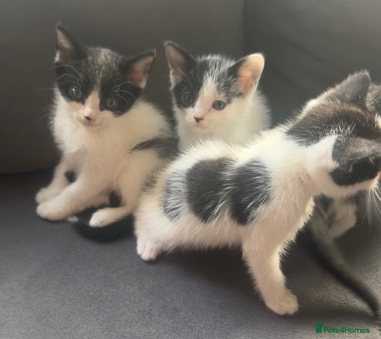 Mixed Breed cats Beautiful of grey, black and white kittens  - Advert 1