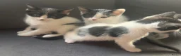 Mixed Breed cats for sale: Beautiful mix of grey, black and white kittens  - Advert 1