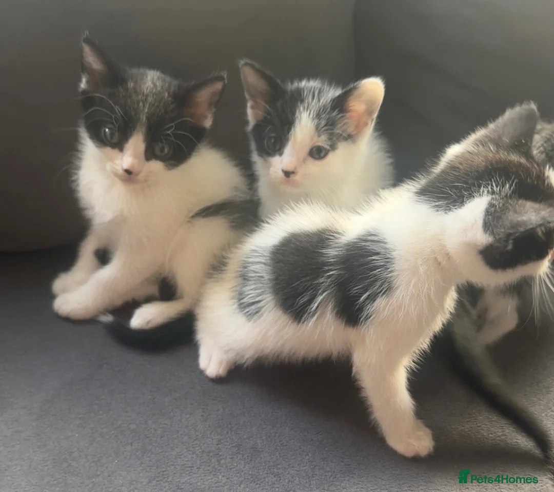 Mixed Breed cats for sale: Beautiful mix of grey, black and white kittens  - Advert 1