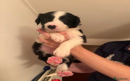 Border Collie dogs for sale: Border collie pups - Image 4