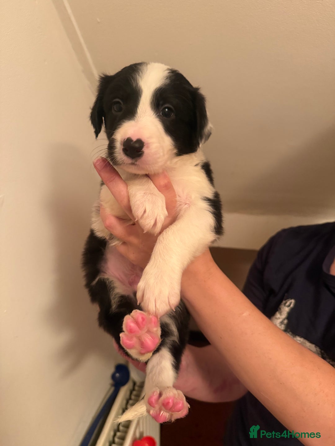 Border Collie dogs for sale: Border collie pups - Image 4