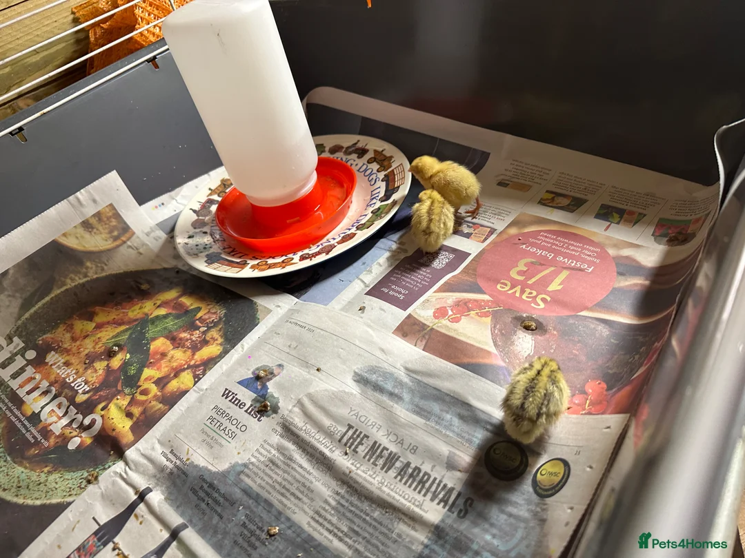 Quail poultry for sale: 30 mixed quail for sale. - Advert 3