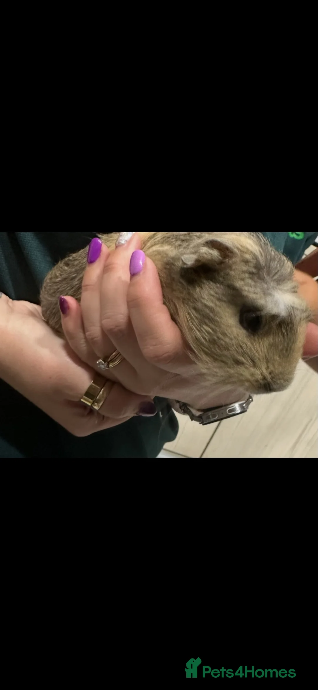 Guinea Pig rodents for sale: I selling 2 guinea pigs in Mansfield - Advert 2