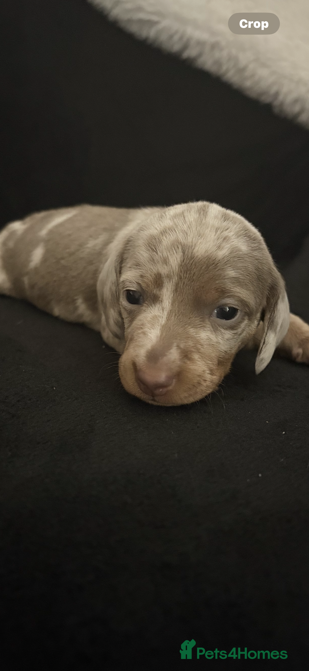 Miniature Dachshund dogs for sale: Miniature Dachshund Puppies - Image 6