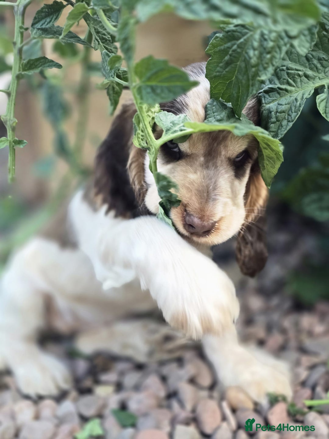 Cocker Spaniel dogs for sale: Last girl Ready fully vaccinated  - Image 3