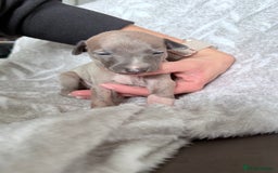 Whippet dogs for sale: OUTSTANDING PRESTIGIOUS LAGUNA BLUE WHIPPETS! KC - Image 5
