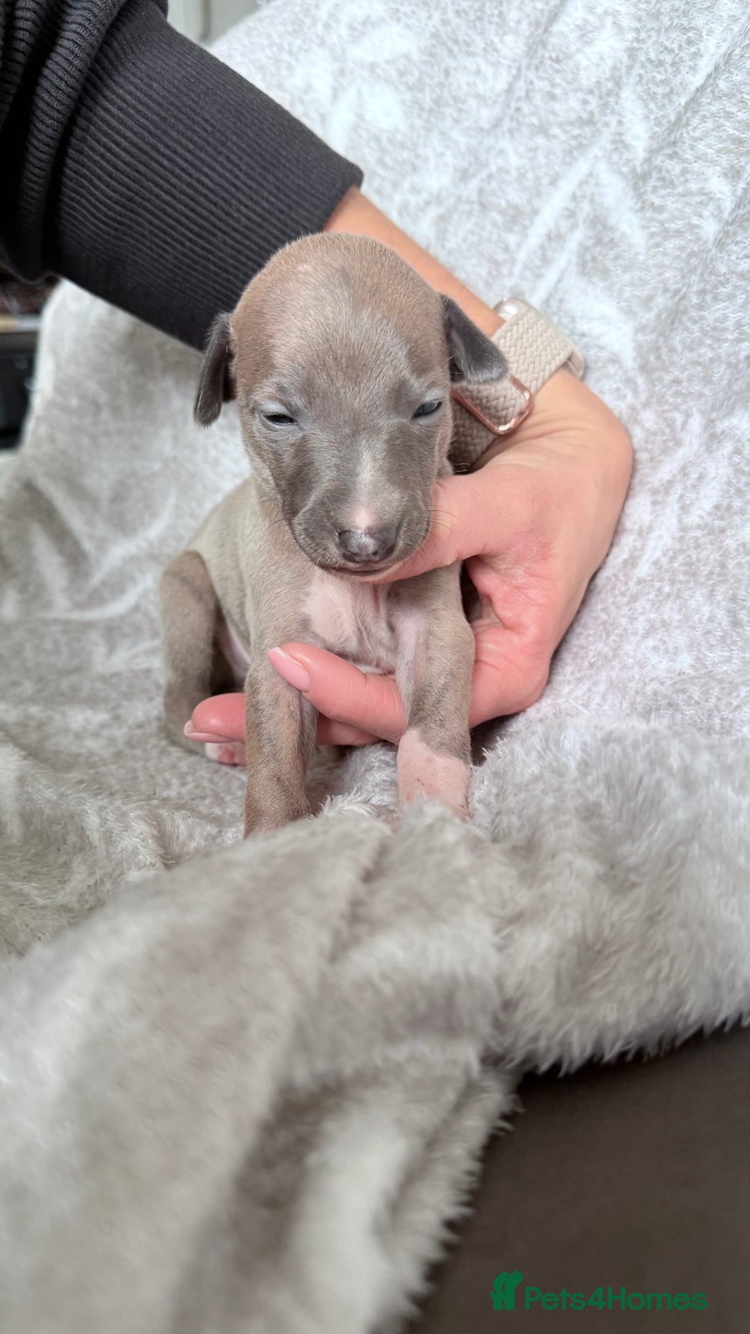 Whippet dogs for sale: OUTSTANDING PRESTIGIOUS LAGUNA BLUE WHIPPETS! KC - Image 5