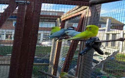 Budgerigars birds for sale: Baby budgies  - Image 4
