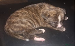 Mixed Breed dogs for sale: Bull-shepards  - Image 4