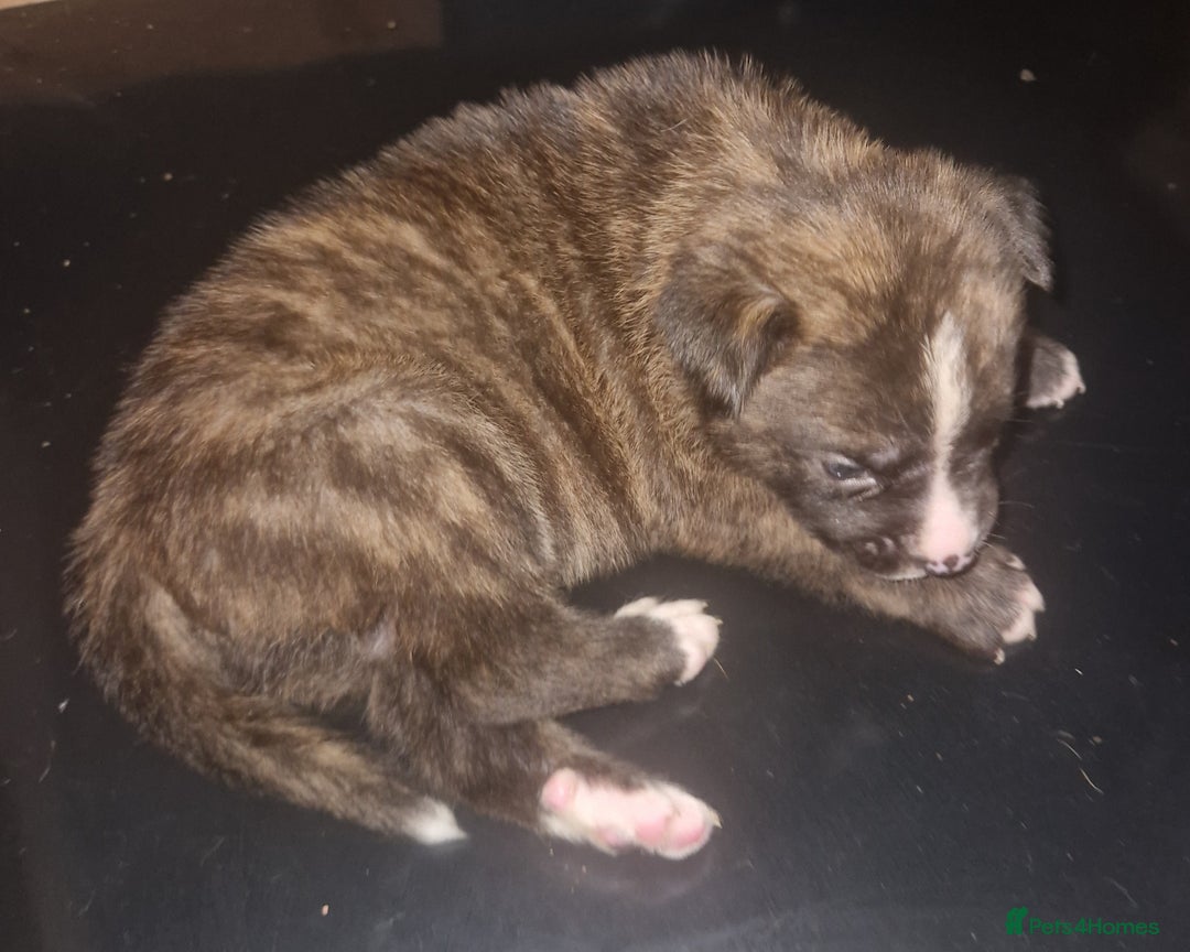 Mixed Breed dogs for sale: Bull-shepards  - Image 4