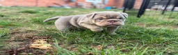 English Bulldog dogs for sale: Stunning KC reg English Bulldog puppies. in Newbury - Advert 6
