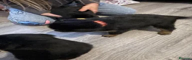 Rottweiler Puppy 5