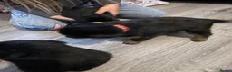 Rottweiler dogs for sale: £750    2 left Rottweilers with a hint of husky  - Advert 5