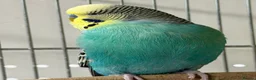 Budgerigars birds for sale: Adult Budgies - Male and Female  - Advert 5