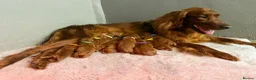 Irish Setter dogs for sale: Gorgeous Irish Setter Pups - Boys available KC - Advert 4