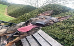 Mixed Breed dogs for sale: Dutch herder x German shepherd  - Image 2