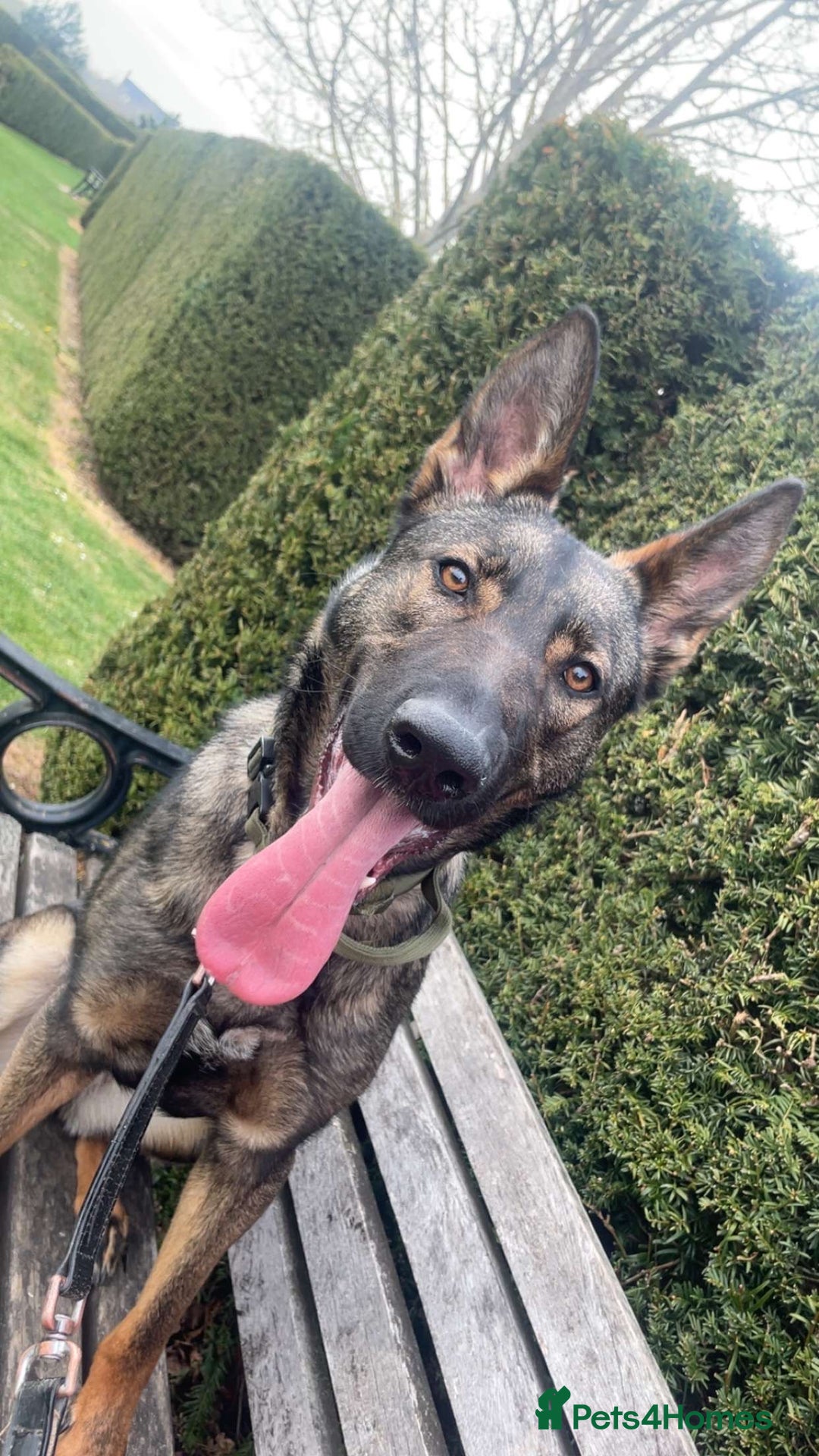 Mixed Breed dogs for sale: Dutch herder x German shepherd  - Image 2
