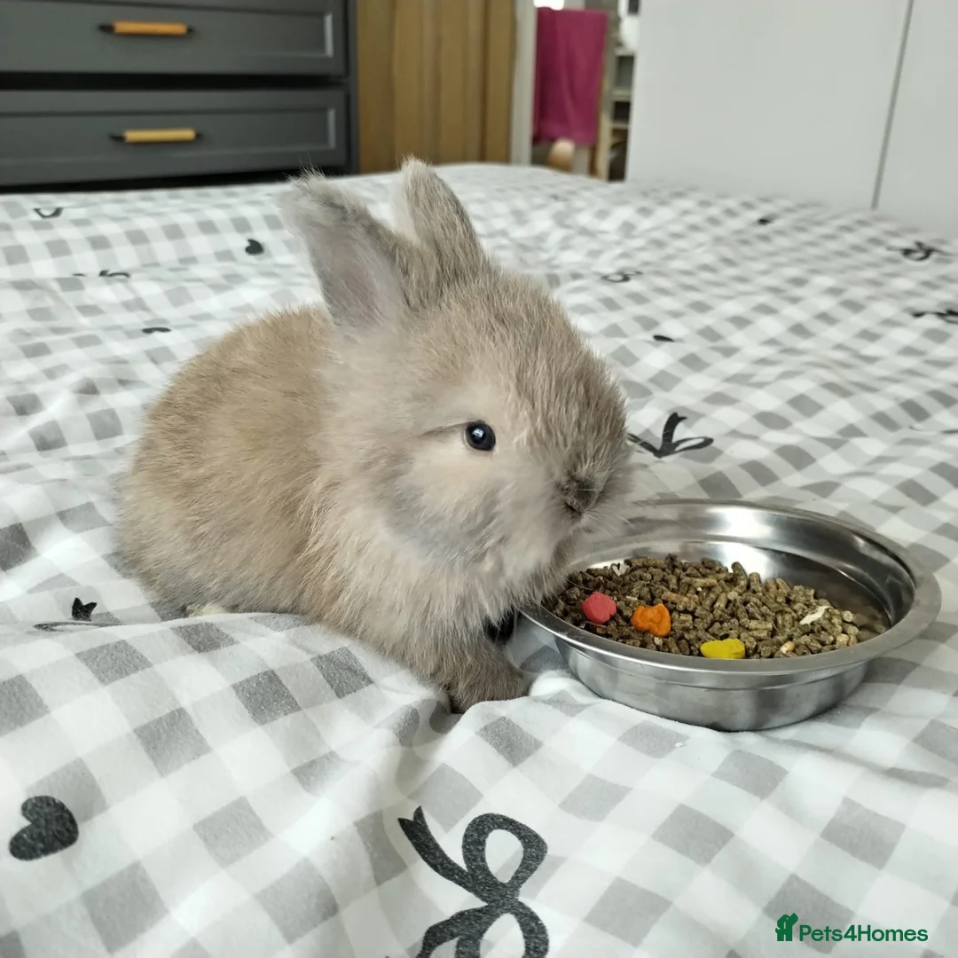 Angora rabbits for sale: Little Angora Girl for Sale with full set up  - Advert 2