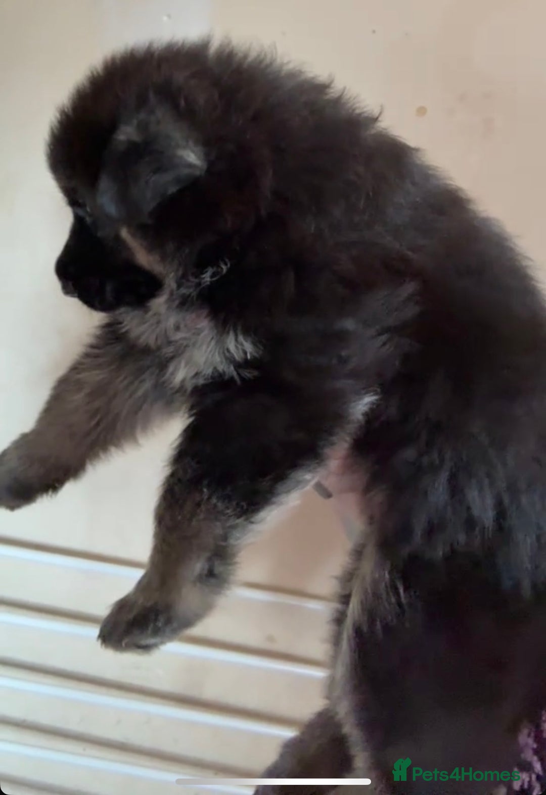 German Shepherd dogs for sale: Two kc reg health tested gsd females  - Image 2
