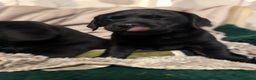 Labrador Retriever dogs for sale: KC *Vet Inspected* Black & Yellow Labrador Pups  - Advert 7