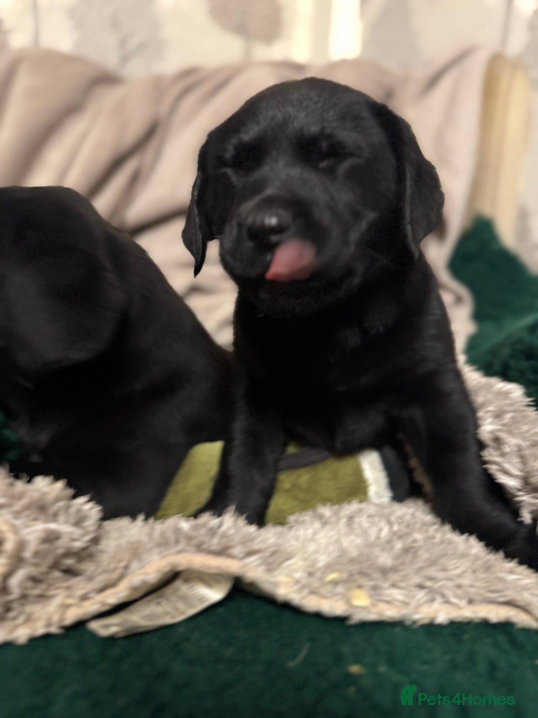 Labrador Retriever dogs for sale: KC *Vet Inspected* Black & Yellow Labrador Pups  - Advert 7
